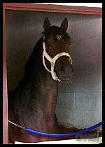 Fusaichi Pegasus before preakness horse race