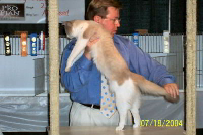 cat show judge holding cat tail