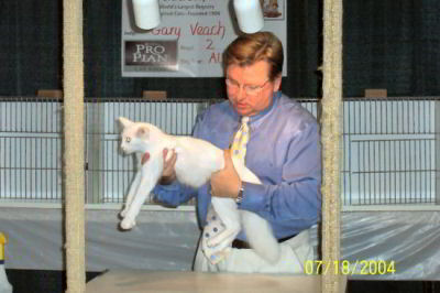 cat show judge with white cat