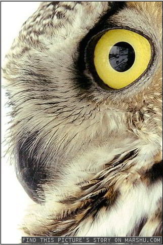 eyes up close- great horned owl