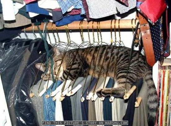 Sleeping cat between clothes hangers
