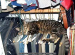Funny sleeping cat between clothes hangers