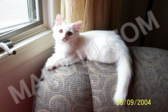 young cat sitting on top of recliner