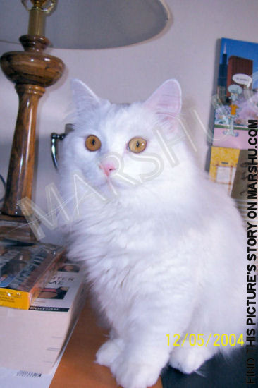 white cat close up