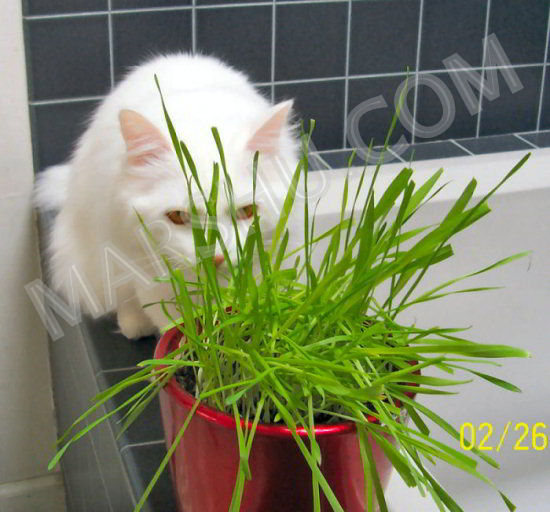 cat in grass