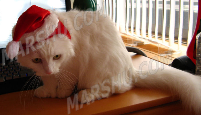 cat in santa hat