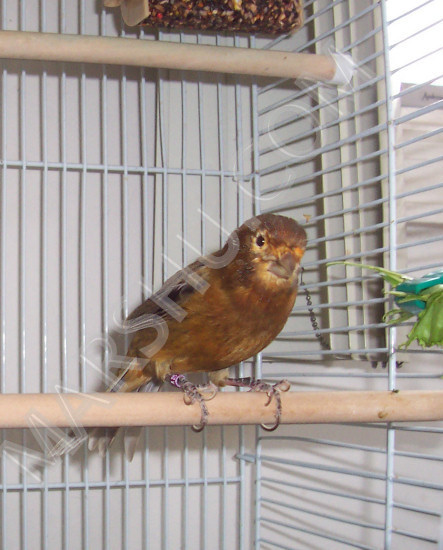 red bronze canary: our canary is about 1.5 years in this picture