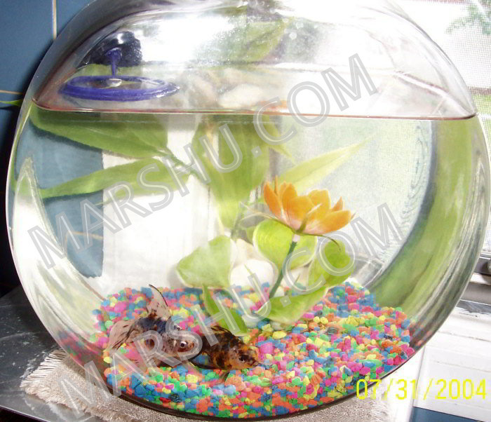goldfish in bowl