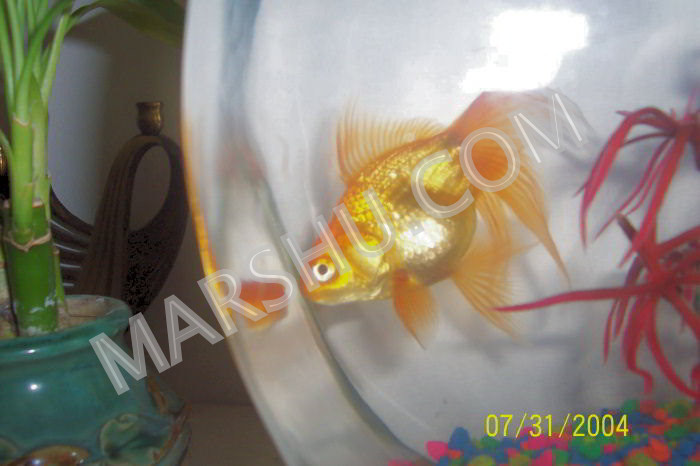 goldfish