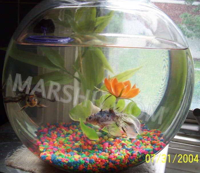 goldfish in bowl