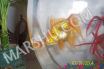 goldfish