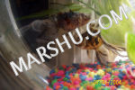 riken goldfish