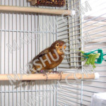 canary: red bronze