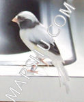 canary: amarican singer