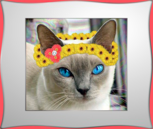 cat photoshop: cat forum