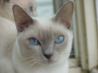original cat photo