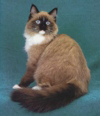 original cat artwork