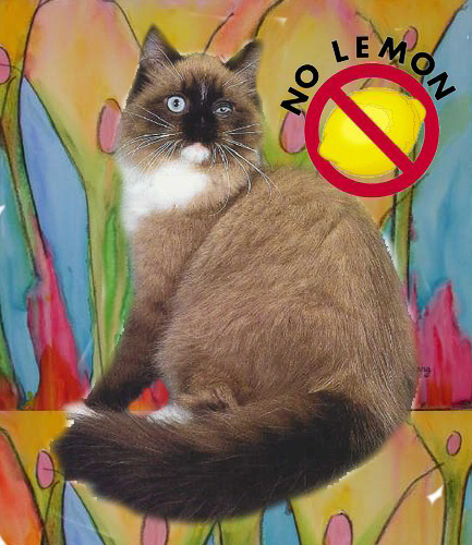cat photoshop: lemon!