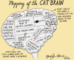 mapping of the cat brain