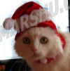 cat in red santa hat