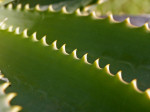 Aloe Leaves close up 