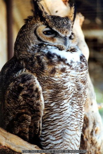 great horned owl - close up