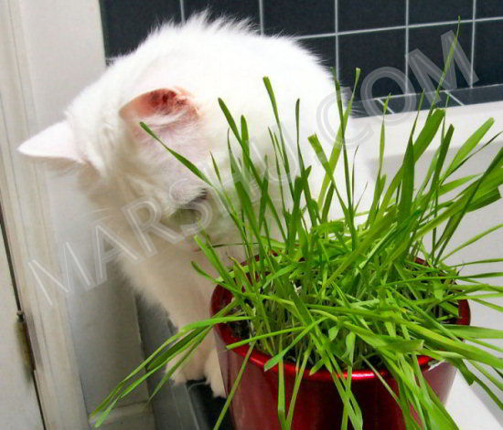 cat playing with grass