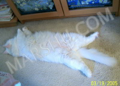 cat spread on floor