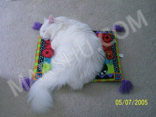 boogie mat cat toy picture