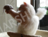 cat playing with shammy lammy sheepskin mouse toy
