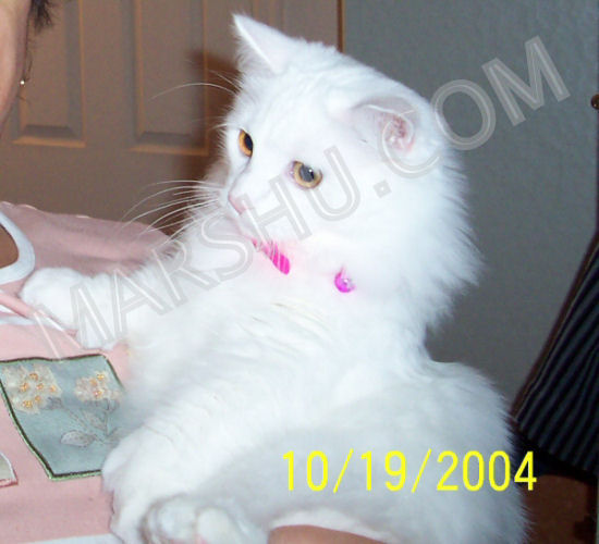cat in pink collar