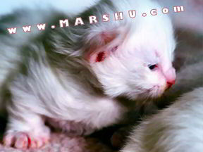 kitten shot: 3 days old