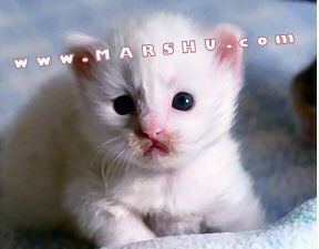 little baby cat with cute milk mustache