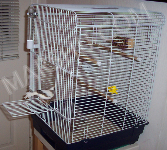 canary cage