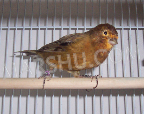 red bronze canary
